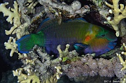 Chlorurus sordidus male Safaga Coral Beach-8m-20171123nuit-Denis-ADER-DSC_3734_tn